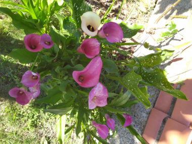 Vista de la finca exterior